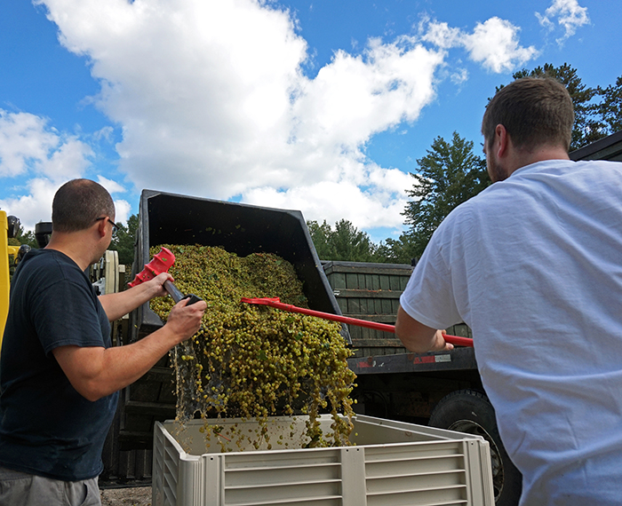 raking chardonnay grapes